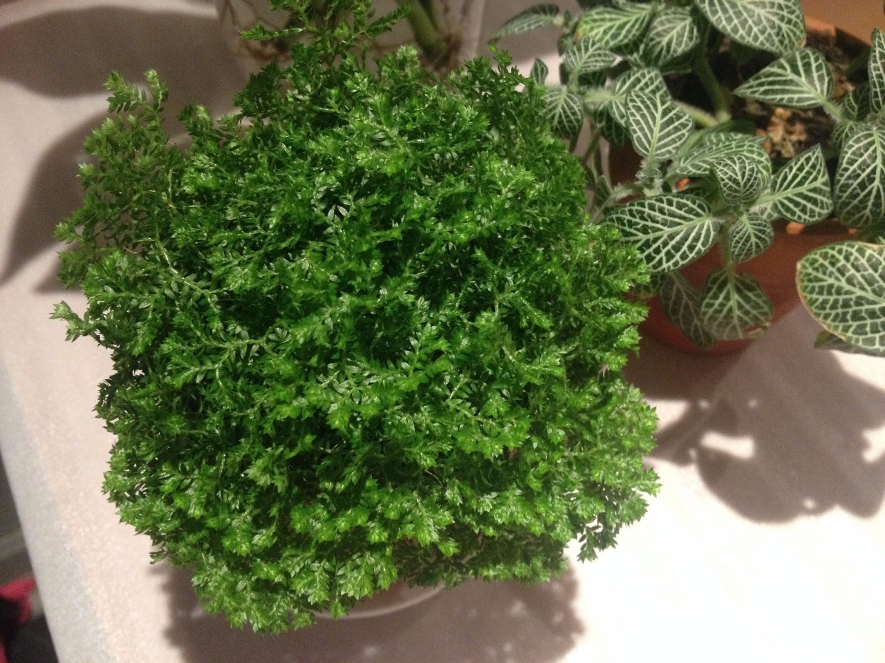 怎么除甲醛靠得牢？竹炭、植物成***“騙局”