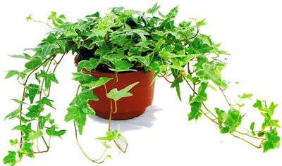 記住這四條規(guī)則，巧用植物甲醛治理！