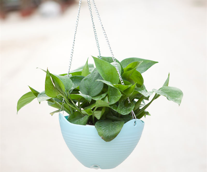 記住這四條規(guī)則，巧用植物甲醛治理！