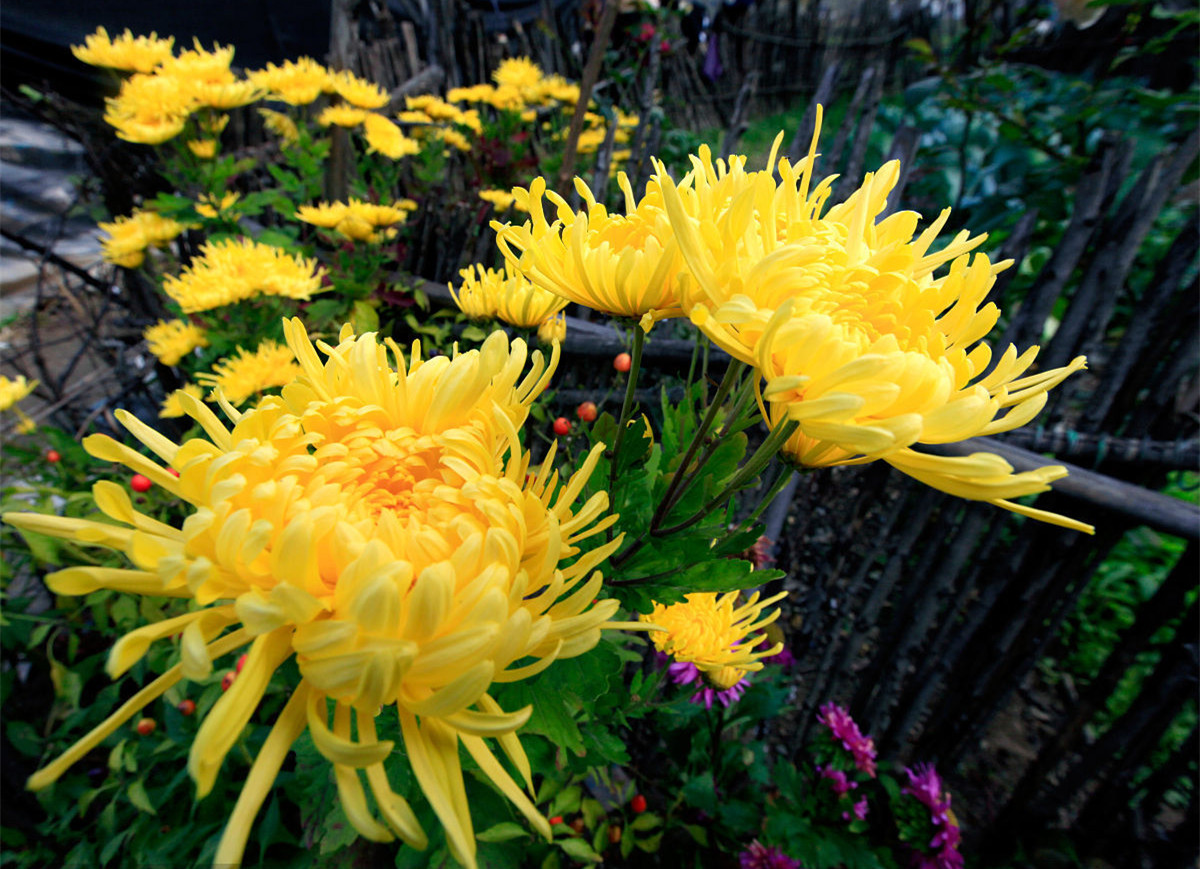 記住這四條規(guī)則，巧用植物甲醛治理！