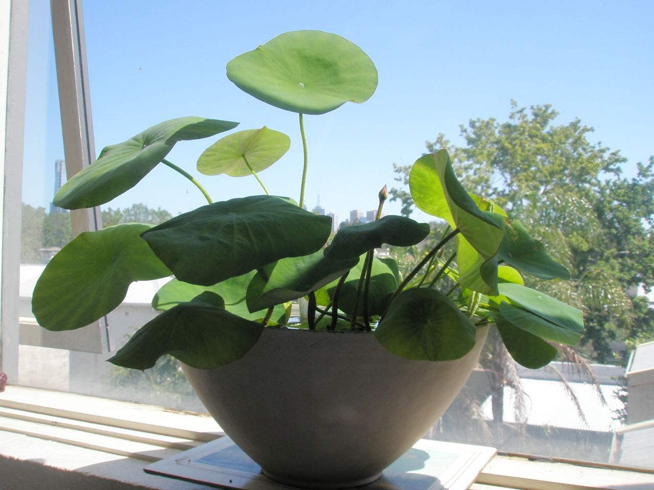 長春藤可吸收甲醛，蘆薈在晚上可吸收二氧化碳進行治理