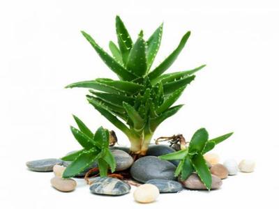 去除房間甲醛的植物有哪些？