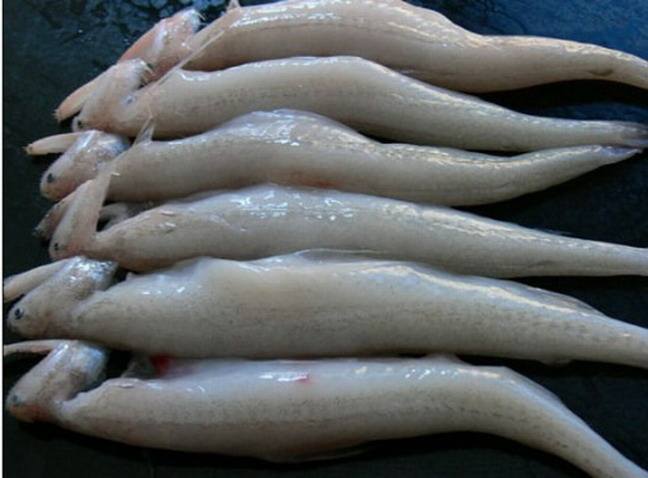 黑心商家添加甲醛讓蝦蟲孱“保鮮”？