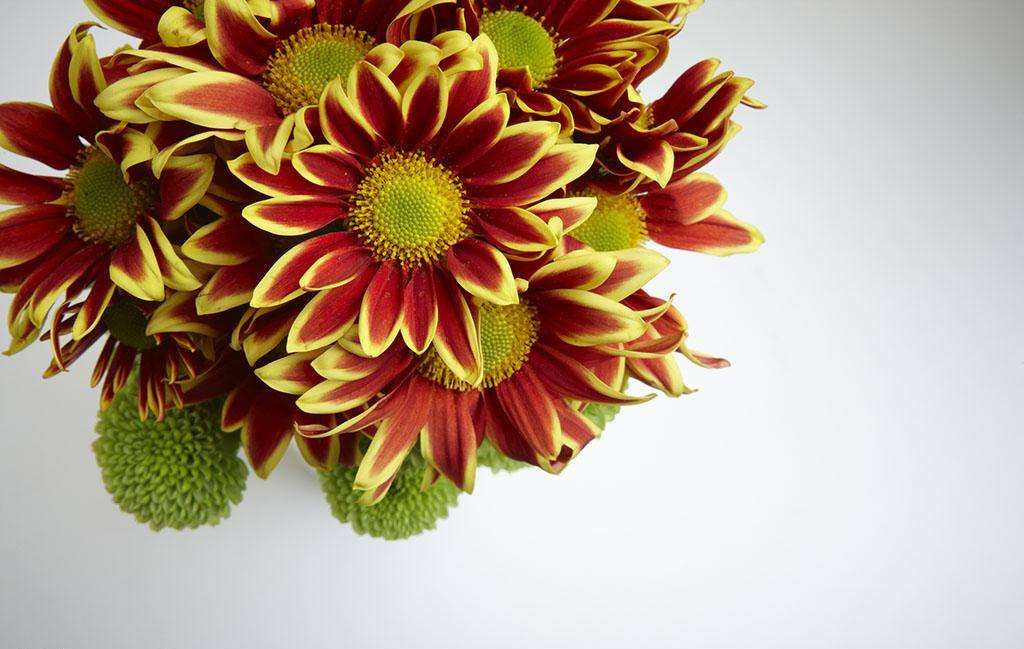 植物可以去甲醛嗎？甲醛治理原理是什么