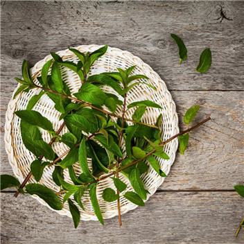 植物可以去甲醛嗎？甲醛治理原理是什么