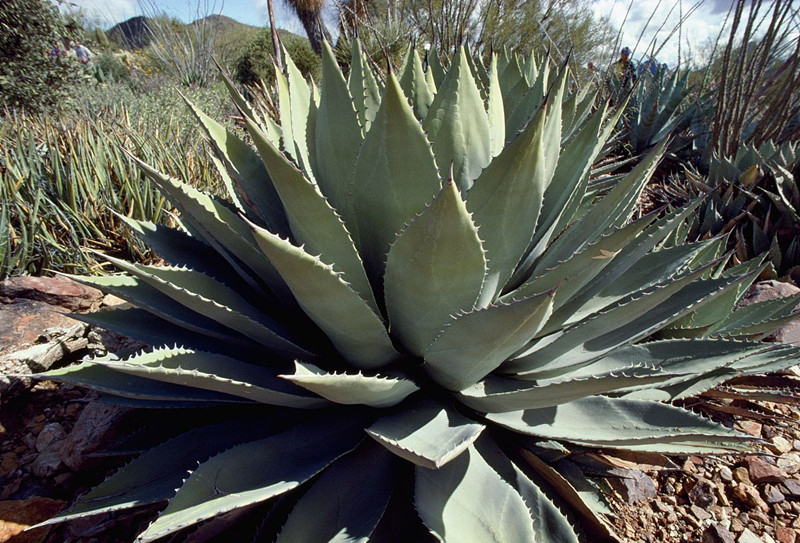 綠色植物大作戰(zhàn)，顏值***的凈化空氣方法