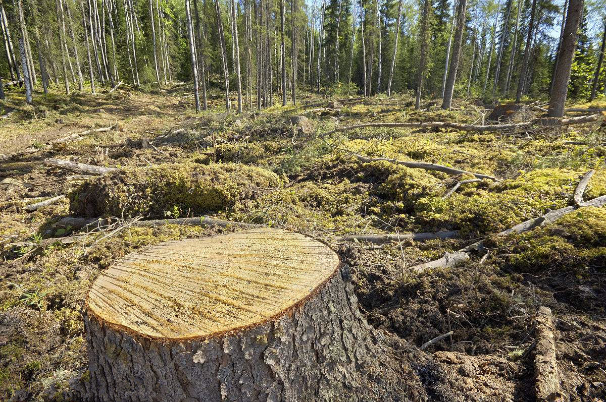 杜絕甲醛單純靠實木材料就足夠了嗎？這么想你就大錯特錯了！