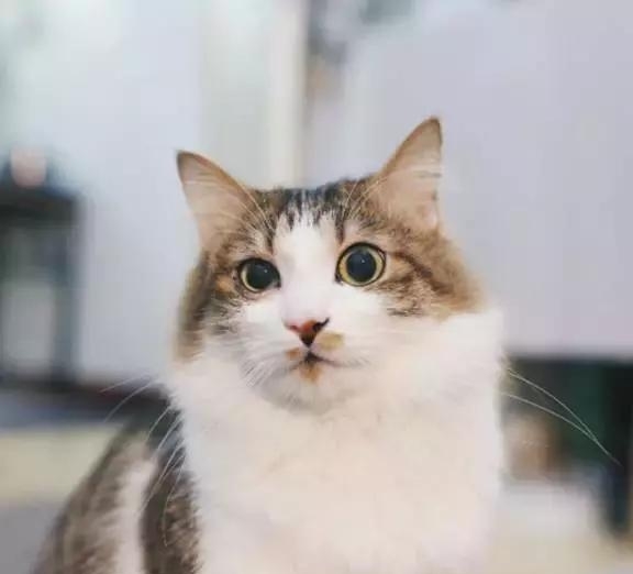 21天3000元重裝出租屋 除甲醛莫忘記！