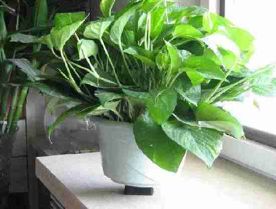 怎么除甲醛可以又快又有效？