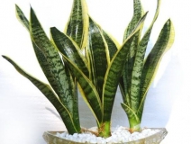 除甲醛最好用哪些植物？