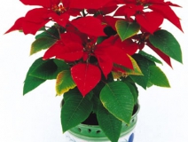 甲醛治理是找除甲醛公司還是自己做好？