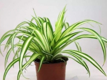 去除甲醛的綠植有哪些?你家里有嗎？