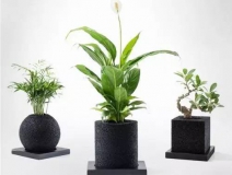 怎么甲醛治理靠得牢？竹炭、植物成最大“騙局”