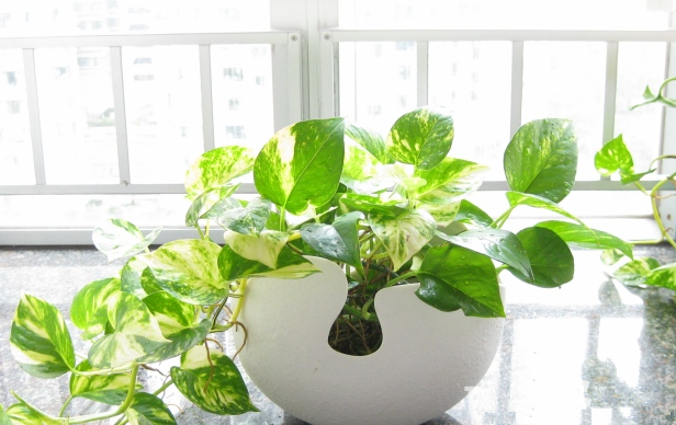 別大意！七大除甲醛“誤區(qū)”，信了你反而會(huì)生??！通風(fēng)、綠植、活性炭、熏蒸……你中招了嗎？