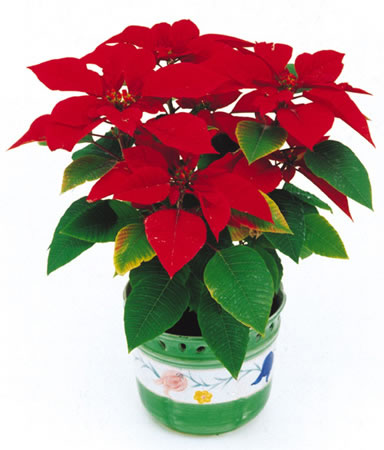 甲醛治理是找除甲醛公司還是自己做好？