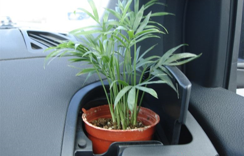 哭笑不得！這三個誤解居然讓車內(nèi)甲醛超標(biāo)嚴(yán)重！